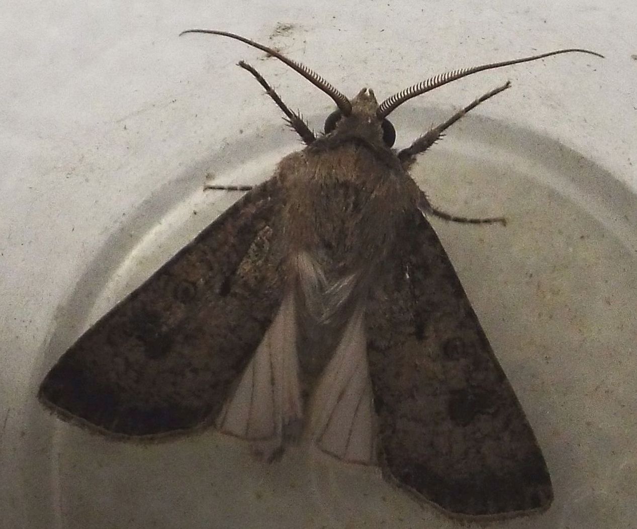 Falena da identificare - Agrotis segetum